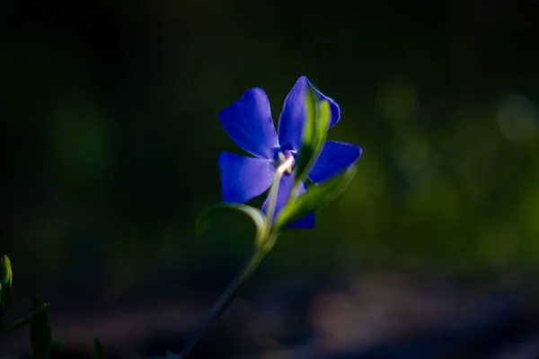 Singolo Fiore Viola Vinca Minore Macro Basso Chiave Natura Pervinca — Foto Stock