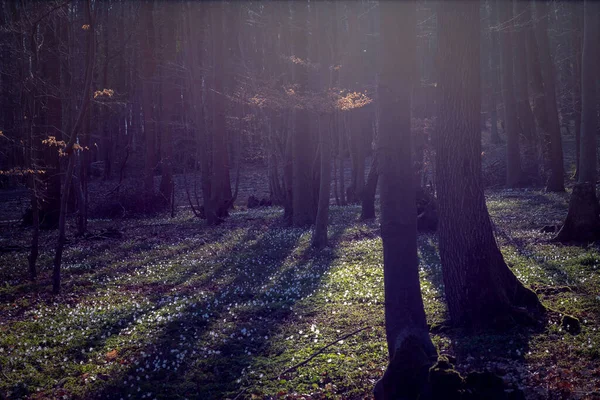 Stagione Primaverile Pavimento Forestale Con Fioritura Anemone Nemorosa Natura Paesaggio — Foto Stock