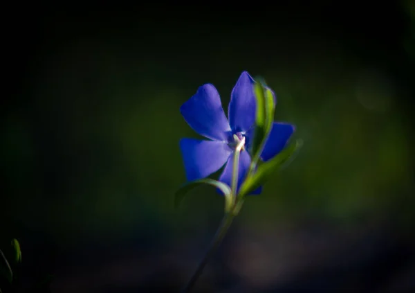 Única Flor Roxa Vinca Menor Macro Baixo Chave Natureza Periwinkle — Fotografia de Stock