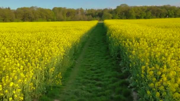 Bright Blooming Vista Del Campo Violación Desde Arriba Agricultura Industria — Vídeos de Stock