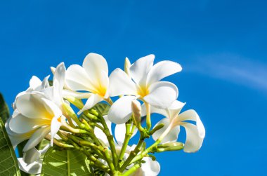gökyüzü backgr plumeria ağacında üzerinde sarı ve beyaz plumeria