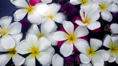Beyaz franjipani plumeria çiçek küre amaranth Tay Spa'da ahşap Havzası su arasında yüzen yumuşak odak