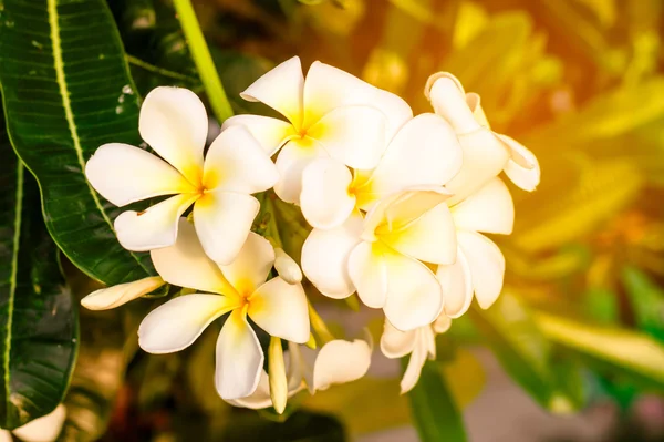 A plumeria amarela e branca na árvore de plumeria na natureza bac — Fotografia de Stock