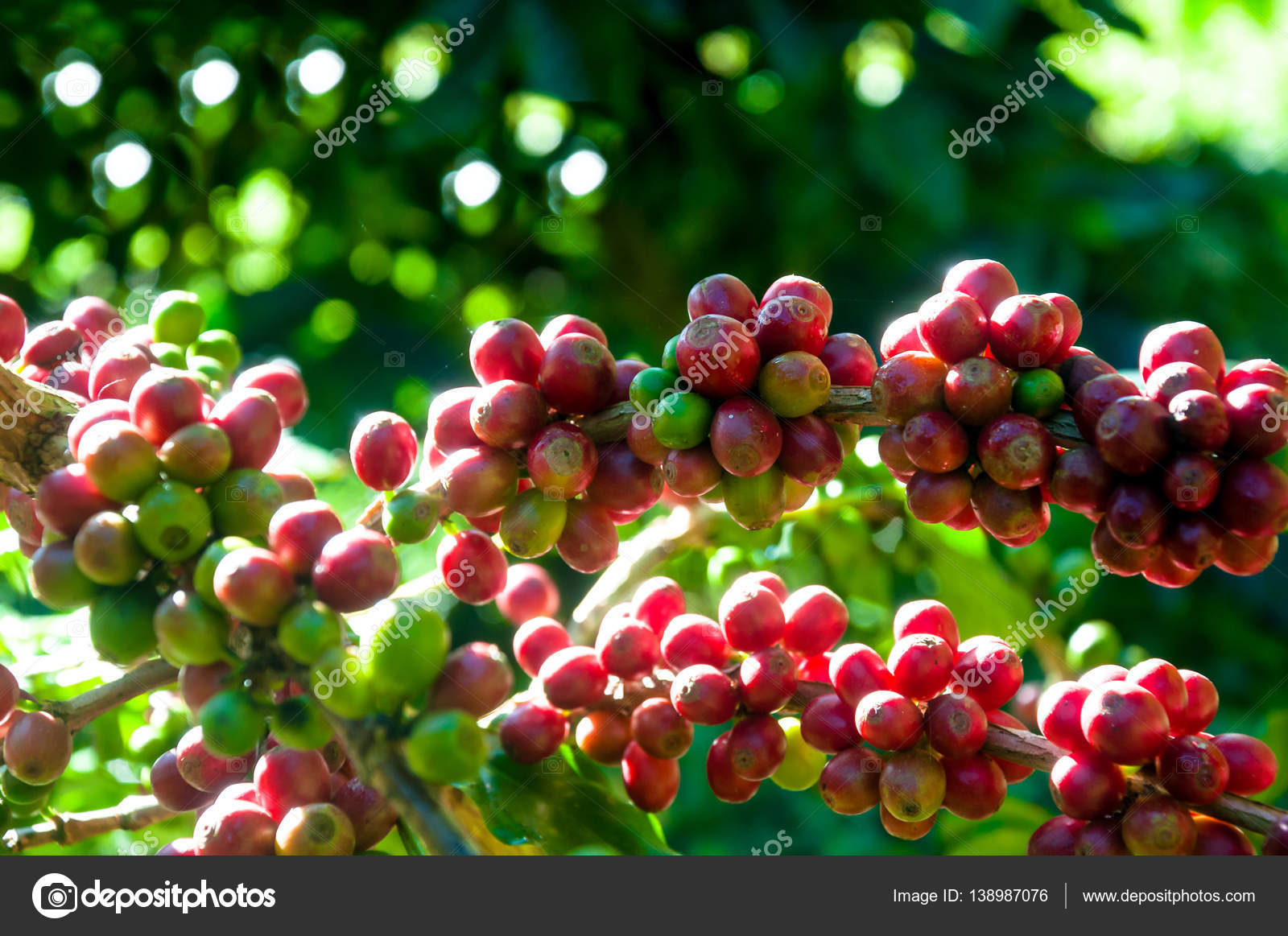 Arabica kahve çekirdeği bahçesinde kahve ağacı üzerinde Stok