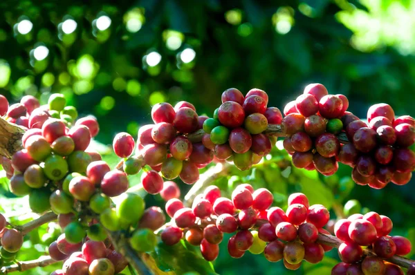 arabica kahve çekirdeği bahçesinde kahve ağacı üzerinde