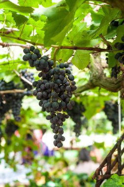 siyah üzüm ağacı bazı vücut için bekleyen üzerinde üzüm yemek için Seç. için sağlıklı