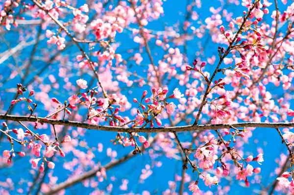 Verschwommen von Prunus cerasoides Blume auf blauem Himmel Hintergrund. rosa Sakura Thailand — Stockfoto