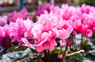 Pembe Çiçek Bahçe