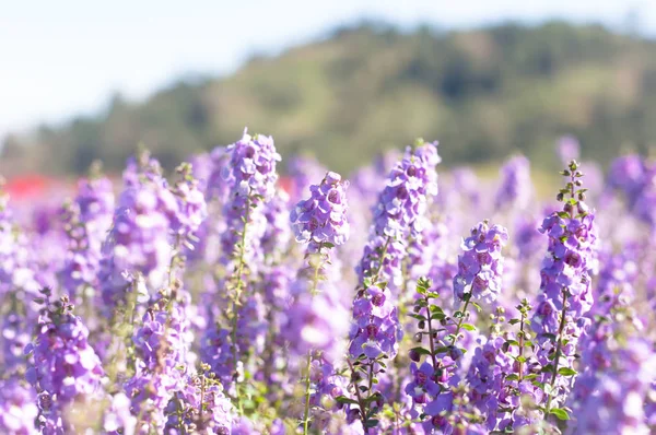 De paarse vergeet mij niet bloem veld op mooie zonnige dag — Stockfoto