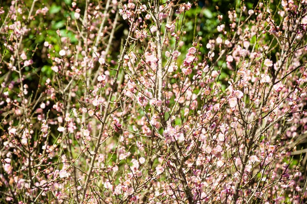 Verschwommen von jungen kleinen rosa Blüten an vielen Ästen. schöner frischer Frühling natürlicher Hintergrund — Stockfoto