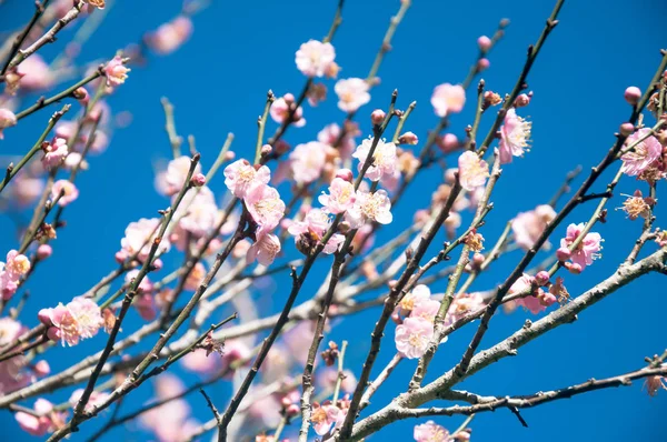 Junge kleine rosa Blüten an vielen Ästen. schöner frischer Frühling natürlicher Hintergrund — Stockfoto