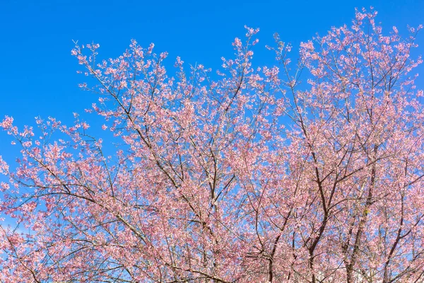 Verschwommen von Prunus cerasoides Blume auf blauem Himmel Hintergrund. rosa Sakura Thailand — Stockfoto