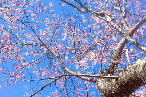 Размытый цветок Prunus cerasoides на голубом фоне неба . — стоковое фото