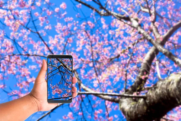 Mano mantenga el teléfono móvil en borrosa de la flor de Prunus cerasoides sobre fondo azul del cielo. sakura thailand — Foto de Stock