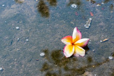 Sarı ve beyaz plumeria çiçek kırmızı damla suda ıslatın ve p