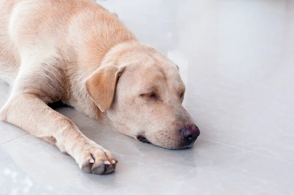 Kat yerde uyuyan sevimli köpek yavrusu. Dört hafta-in yaş küçük köpekler.
