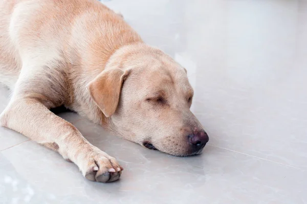 Bel cagnolino che dorme sul pavimento. I cagnolini hanno quattro settimane di età . Foto Stock Royalty Free