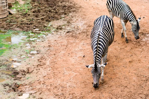 The Black and white Zebras are standing on land — Stock Photo, Image