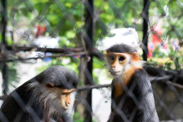 A Red-shanked Douc Langur na gaiola, Bangkok, Tailândia Fotografia De Stock