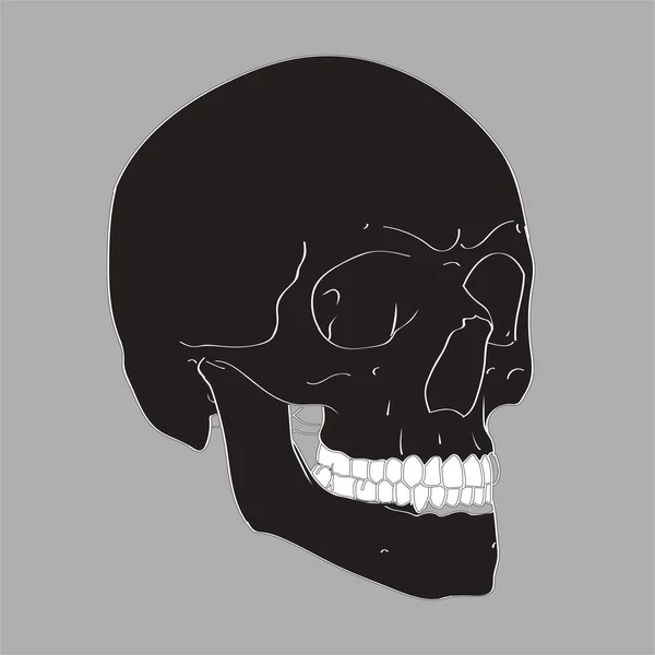 Cráneo vectorial dibujado a mano realista sobre fondo gris. Ilustración humana para diseño médico, de Halloween o del tatuaje . — Archivo Imágenes Vectoriales