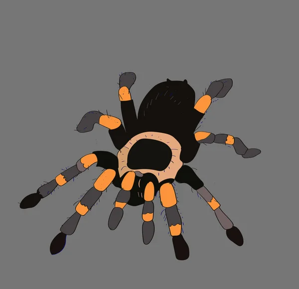 Aranha Tarântula Ilustração Cor Aranha Assustadora Para Design Logotipos Hallowen — Vetor de Stock