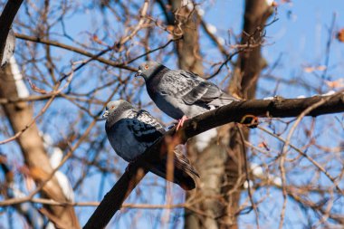 Kış güneşinin tadını çıkarıyor bir güvercin sürüsü