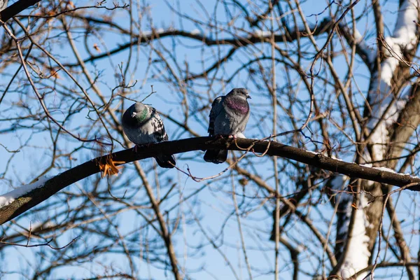 Hejno holubů sluní se na zimním slunci — Stock fotografie