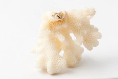 Makro mineral taş Zheuda kalsedon beyaz arka plan