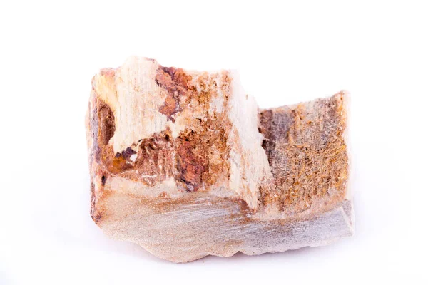 Makro ásványi kő Petrified fa fehér alapon — Stock Fotó