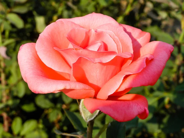 Цветущая летняя роза — стоковое фото
