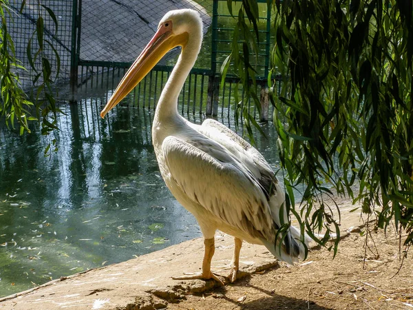 Pelicano na margem do lago — Fotografia de Stock
