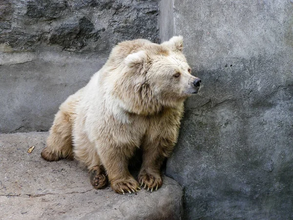 Urso branco que cuida — Fotografia de Stock