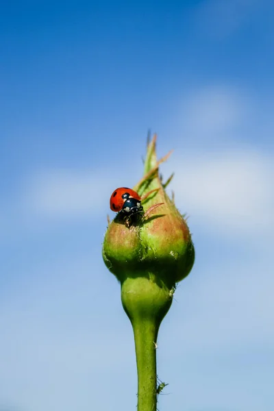 Ladybug on rose bud — Stock Photo, Image