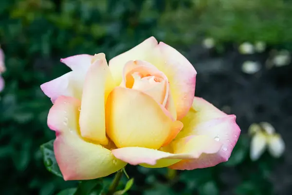 Růže kvetoucí v létě v zárodku — Stock fotografie