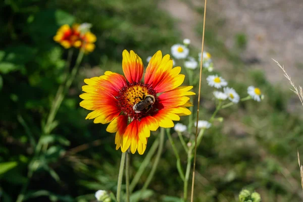 Zomer bloeiende bloem met bee — Stockfoto