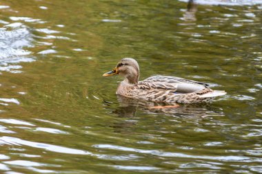 Ördekler gölde yüzüyor.