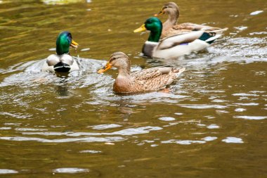Ördekler gölde yüzüyor.