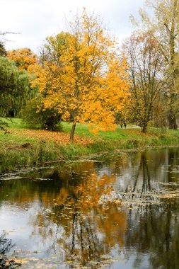 Parktaki sarı sonbahar ağaçları