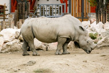 White rhinoceros in the zoo clipart