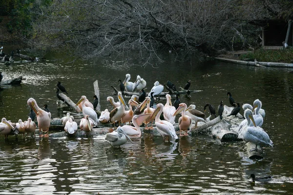 Pelicanos sentam-se em um tronco que está no lago — Fotografia de Stock
