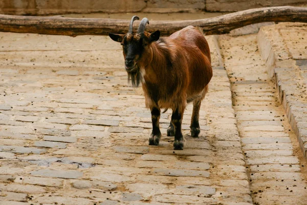 La chèvre est brune avec des cornes — Photo