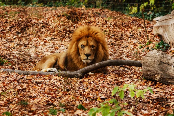 Le lion se reposant dans les feuilles d'automne — Photo