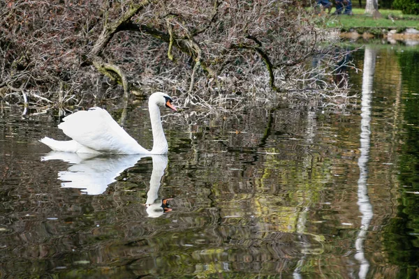 Swan pływa wzdłuż jeziora — Zdjęcie stockowe