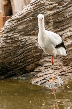 Bir leylek tek ayak üstünde duruyor