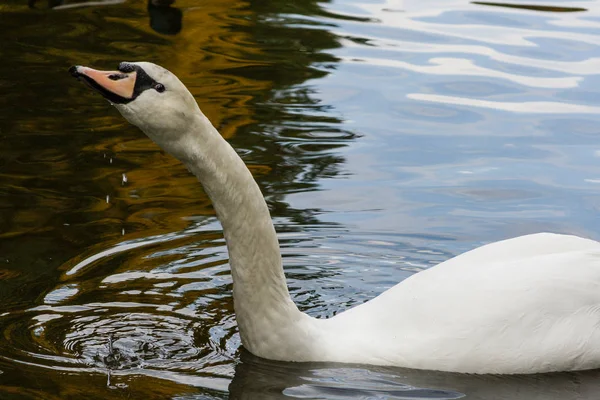 Der Schwan trinkt Wasser aus nächster Nähe — Stockfoto