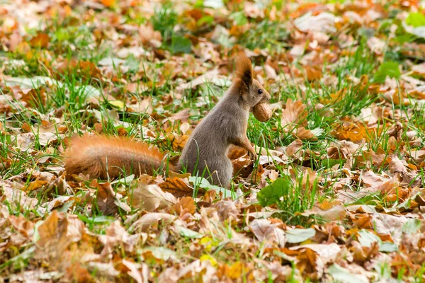 견과류에 대 한 검색에 빠른 다람쥐 — 스톡 사진