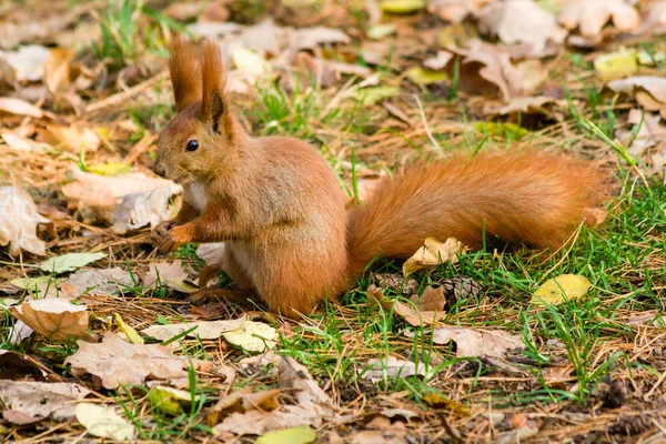 Écureuil rapide dans la recherche de noix — Photo