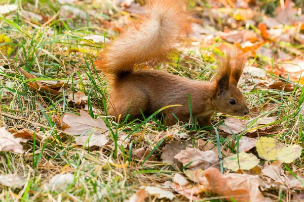 Ardilla rápida en la búsqueda de nueces —  Fotos de Stock