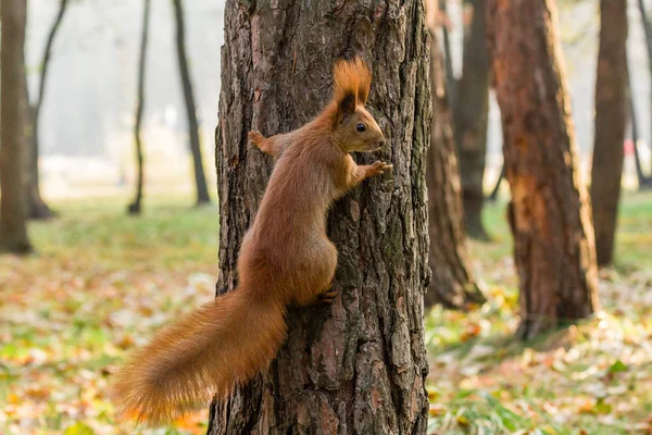 Ardilla rápida en la búsqueda de nueces — Foto de Stock