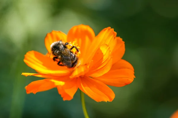 Оранжевый, желтый полевой цветок с пчелой — стоковое фото